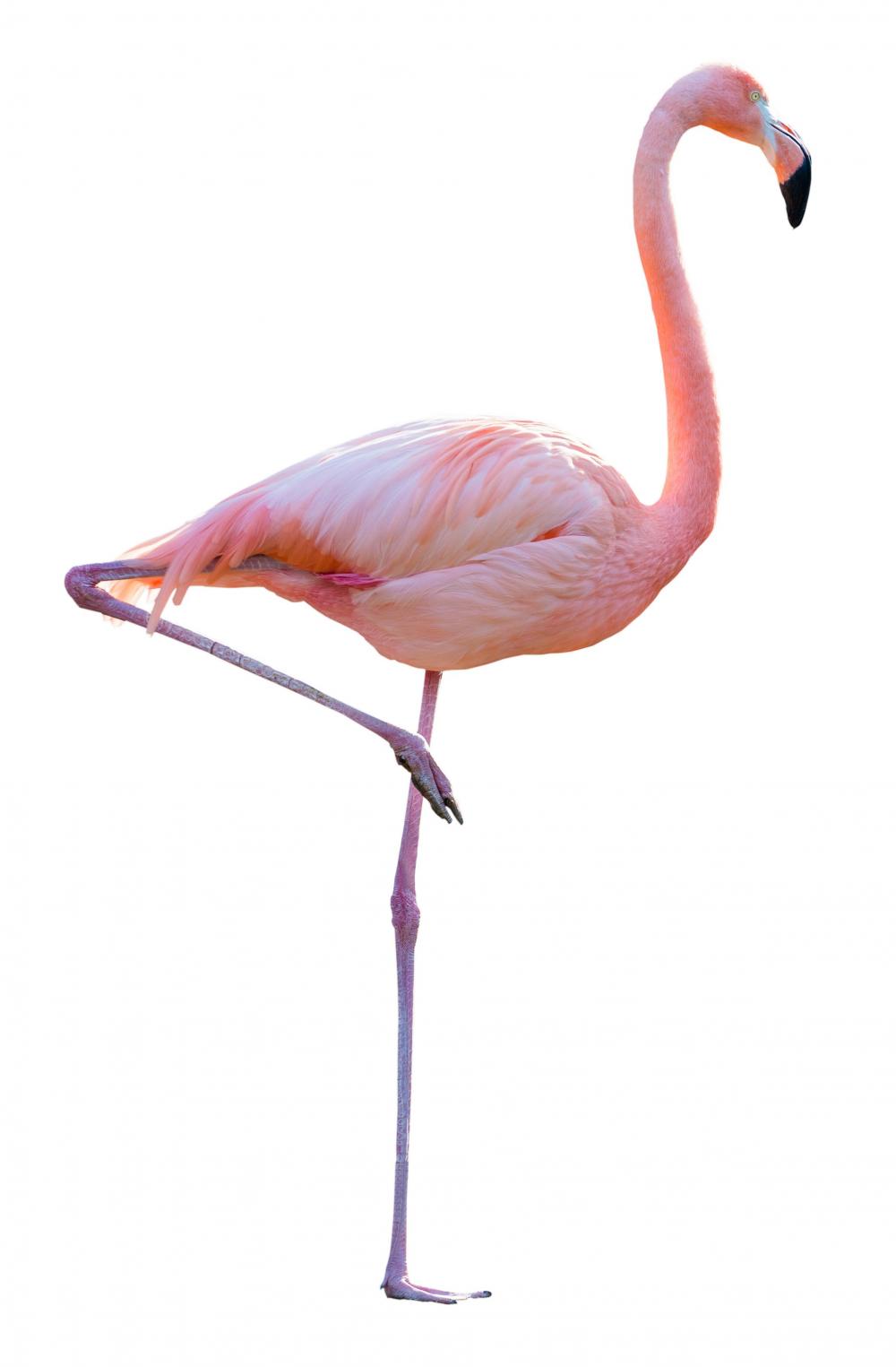 flamingo-on-one-leg.jpg