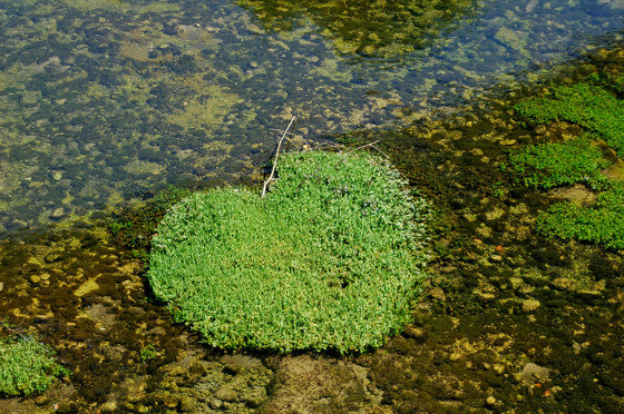 baowah: DSC 4802 baowah: DSC 4802