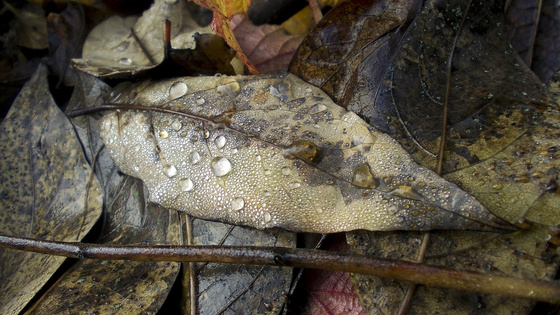 baowah: DSCN4405 baowah: DSCN4405