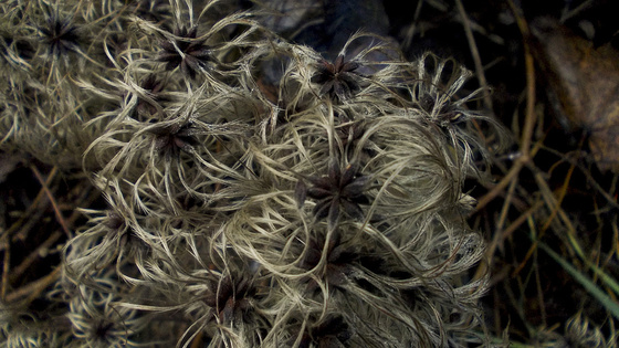 baowah: DSCN4416 baowah: DSCN4416