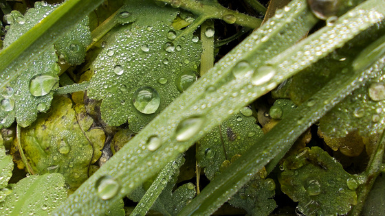 baowah: DSCN4420 baowah: DSCN4420