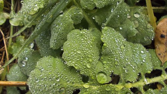 baowah: DSCN4423 baowah: DSCN4423