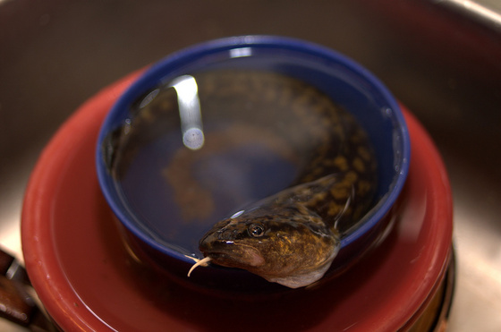 baowah: DSC 8185 baowah: DSC 8185