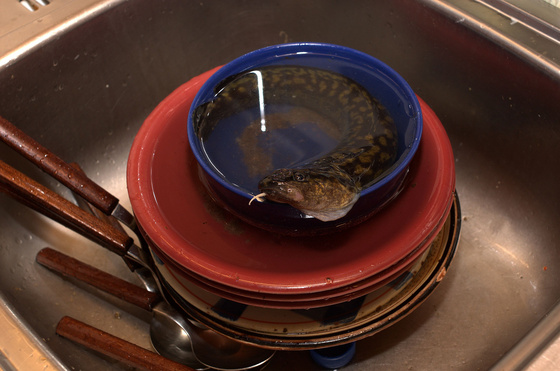 baowah: DSC 8186 baowah: DSC 8186