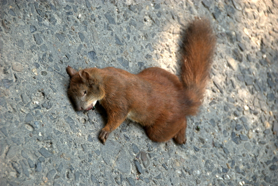 baowah: 1574443 14fd400b0ddf4d7c7629550d0c329399 o