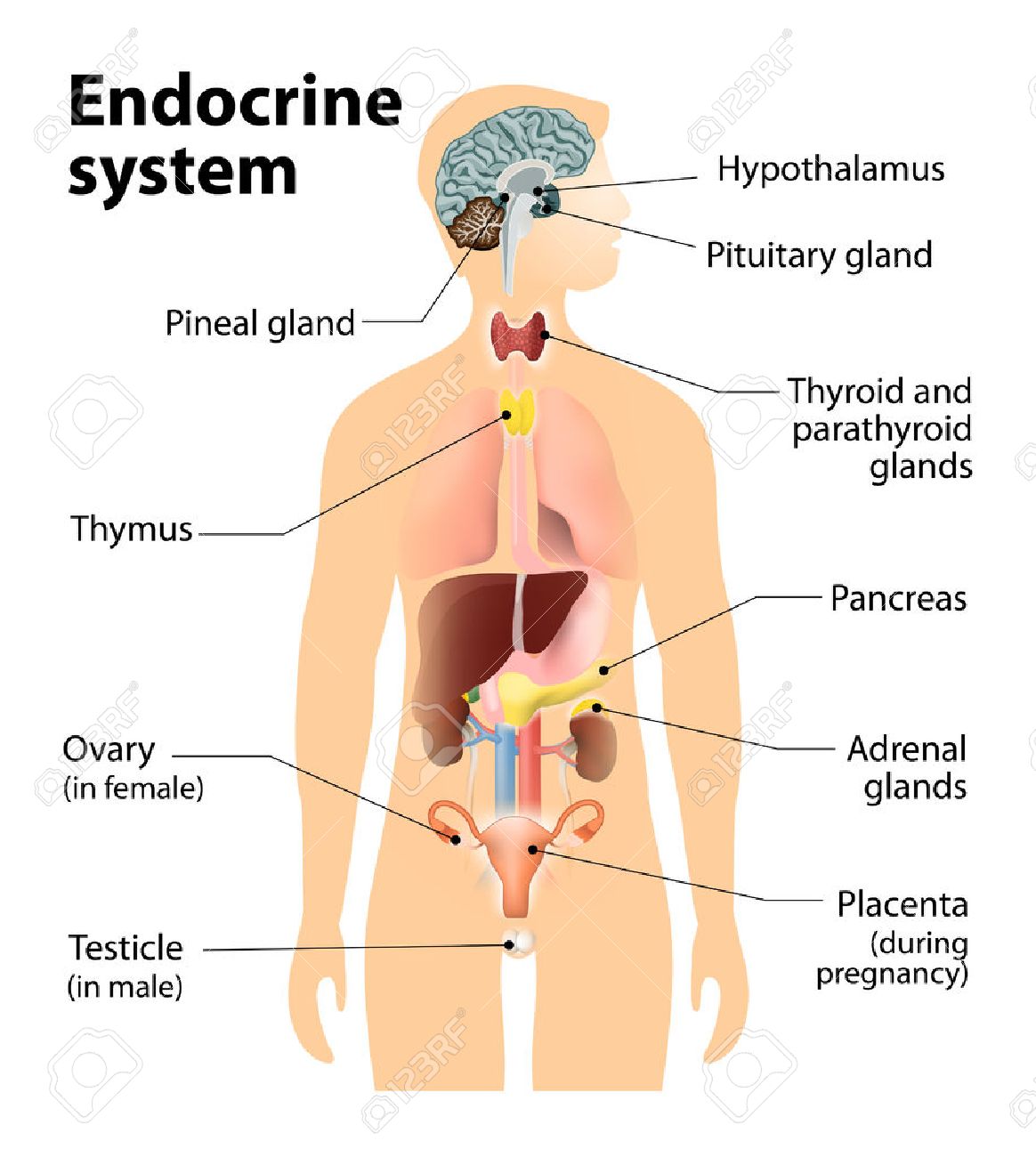 endocrine-system-human-anatomy-human-silhouette-with-highlighted-internal-organs-.jpg