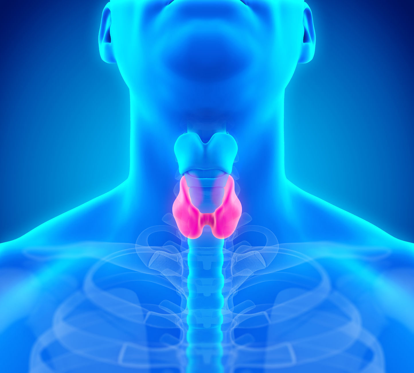 thyroid.jpg