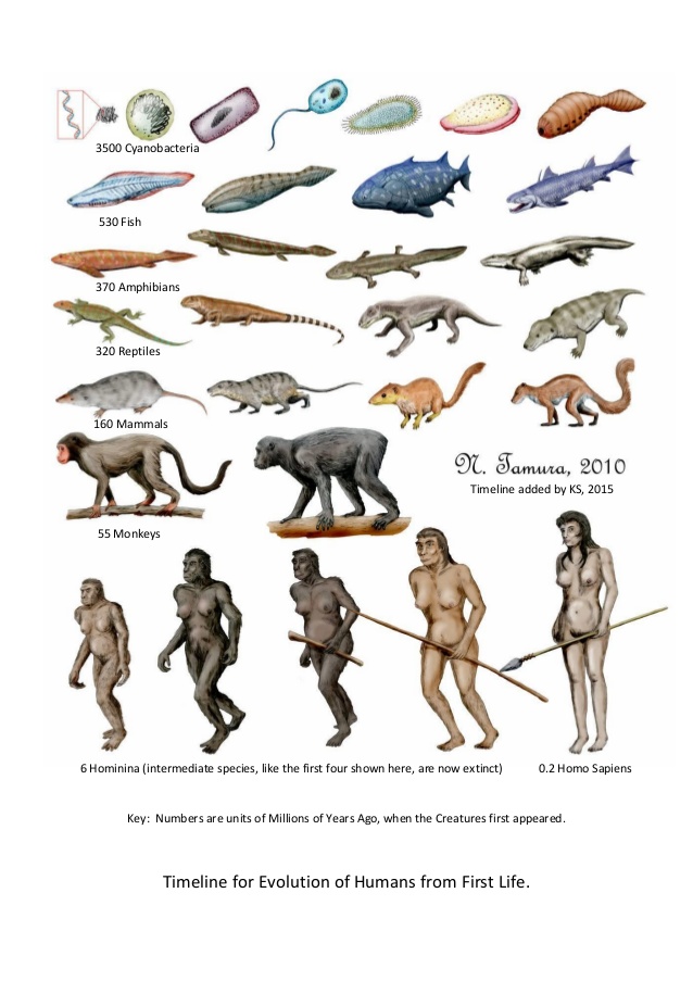 timeline-for-evolution-of-humans-1-638.jpg