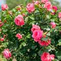 A Rózsák Ültetése, Nevelése és Gondozása