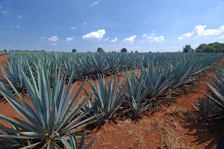 blue-agave-arandas_3226_r2.jpg