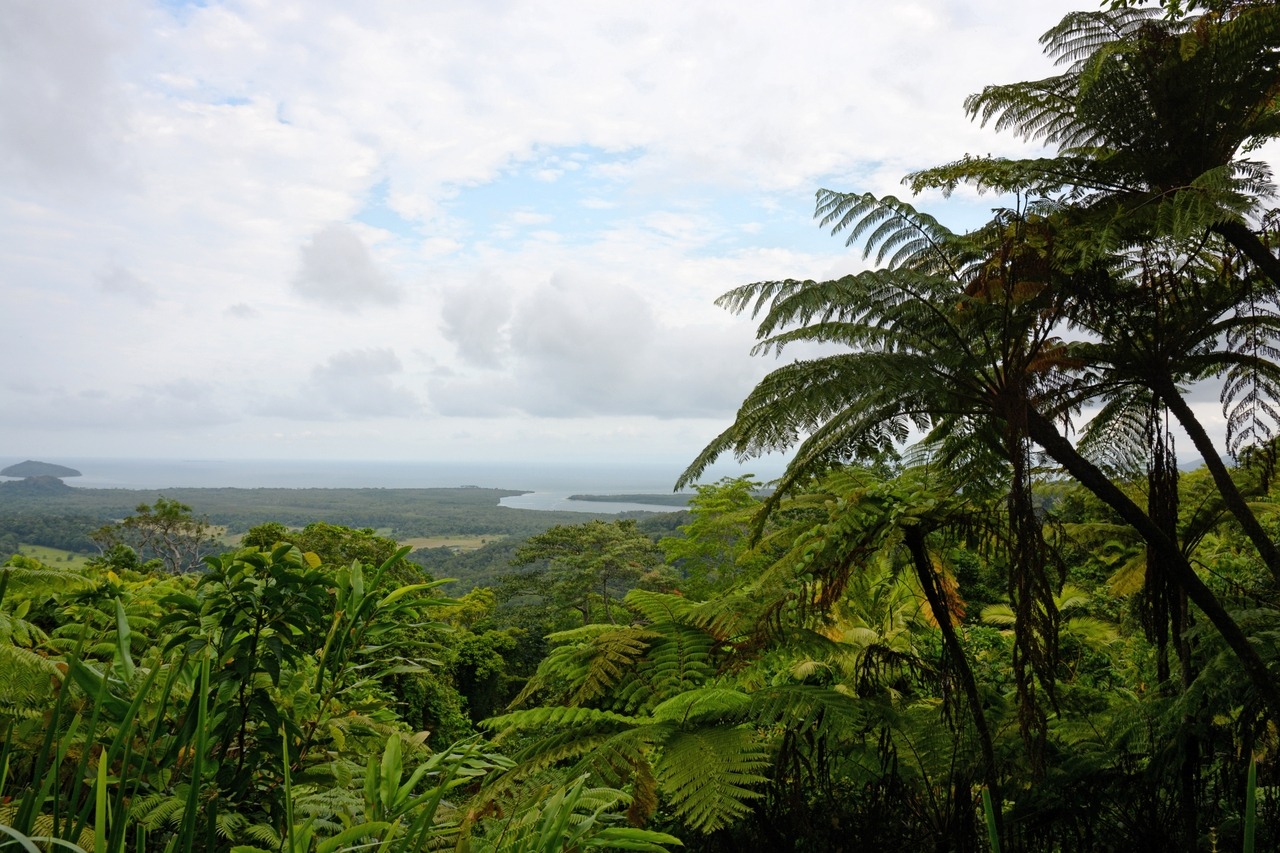 Daintree