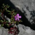 Virág a mészkövön, Rilke-ösvény