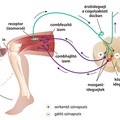 09.5. Szabályozás: Idegrendszer: Gerincvelői reflexek