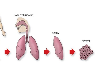 01. Szerveződési szintek, életjelenségek (biológia 7.)