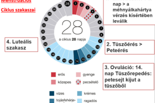 15.3. Szaporodás: Női nemi működés