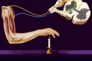 12.03. Központi idegrendszer: Gerincvelő és a gerincvelői reflexek