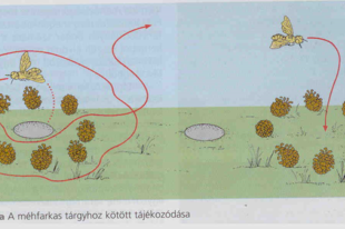 11.3. Etológia: Létfenntartó viselkedés