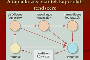 08. Ökológia: Táplálékláncok, anyag és energiaforgalom kapcsolata