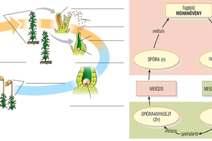 03.04. Növényélettan: Szaporodás és egyedfejlődés