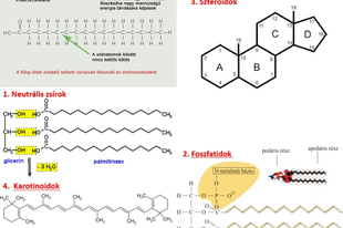 05. Biológia Érettségi: SZERVES VEGYÜLETEK > Lipidek