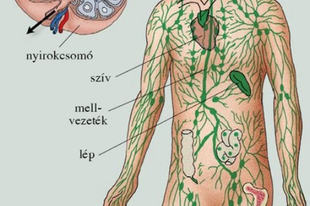 09. Nyirokkeringés, Immunrendszer, Vércsoportok Biológia 8.