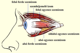 13.1. Érzőműködések: A szem a lélek tükre