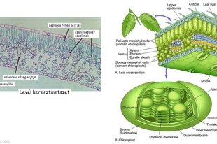 03.01. Növényélettan: Anyagforgalmak