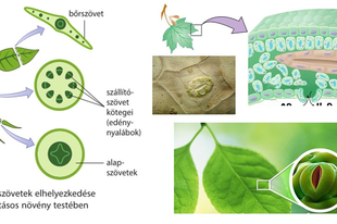 01.2. Növényi szövetek: Többsejtűség kialakulása, Állandóan növekvő lény (osztódó szövet), Bőrszövet