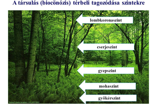 10. Ökológia: Társulások jellemzői