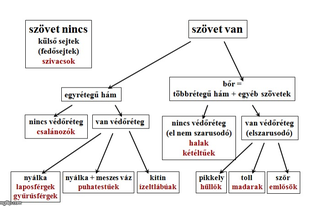 10.1. Állattan: Kültakaró megvédelek, betakarlak....