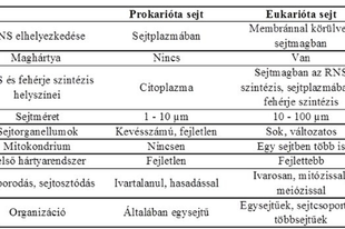 05. Eukarióta egysejtűek Biológia 9.