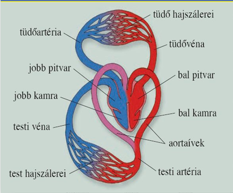 sziv anatomia rajz filmek