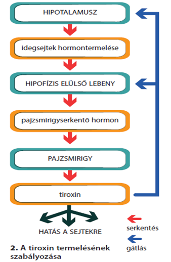 tiroxin zsírvesztés ellen