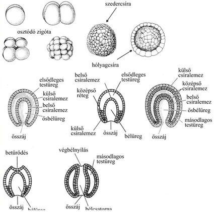 Platyhelminthes triploblasztikus vagy diploblasztikus, Pinworm másodlagos testüreg