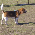 Beagle party