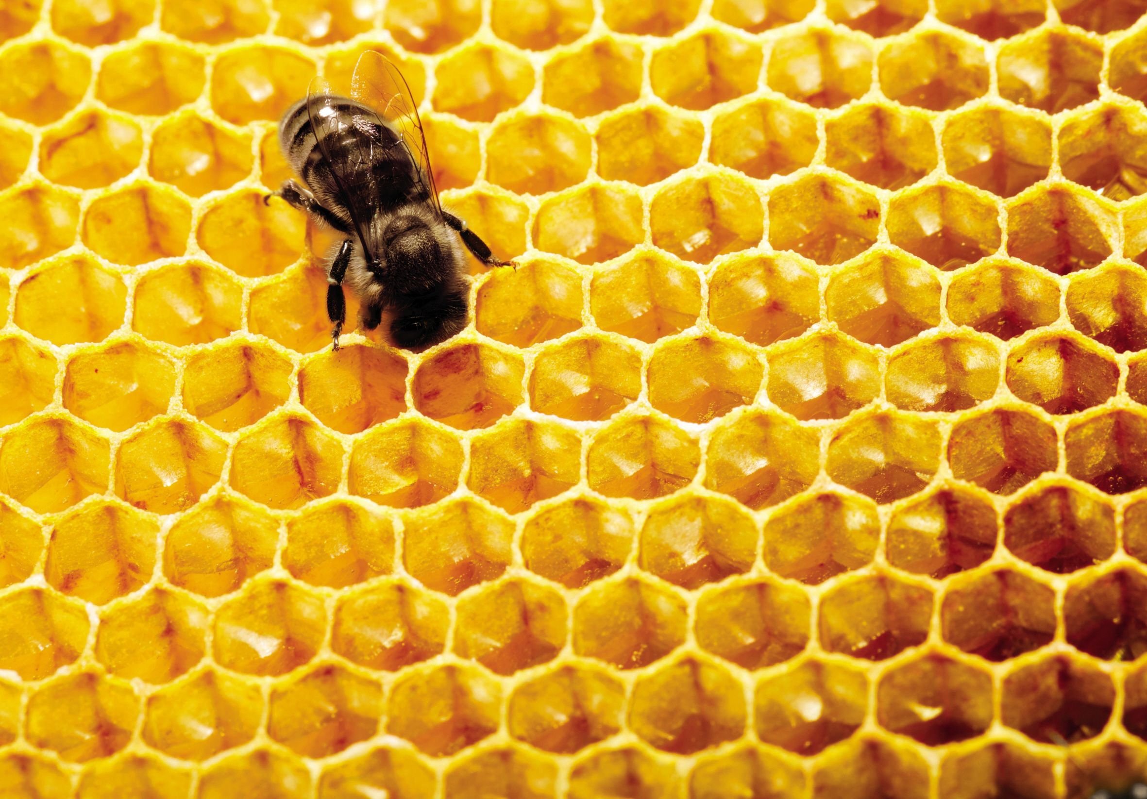 Сохранить пчел. Пчелиная сота. Мир пчел. Соты пчел. Пчелиные соты текстура.