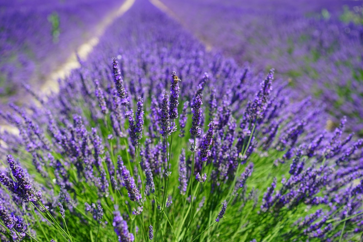 lavender_field_flowers_purple_flora_floral_lavender_lavender_flowers_blue-483682.jpg