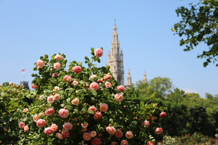 Illatos rózsakert Bécs szívében