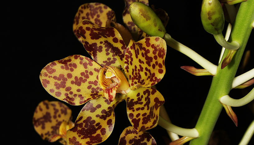 orchideajo.jpg