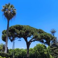 Catania mini