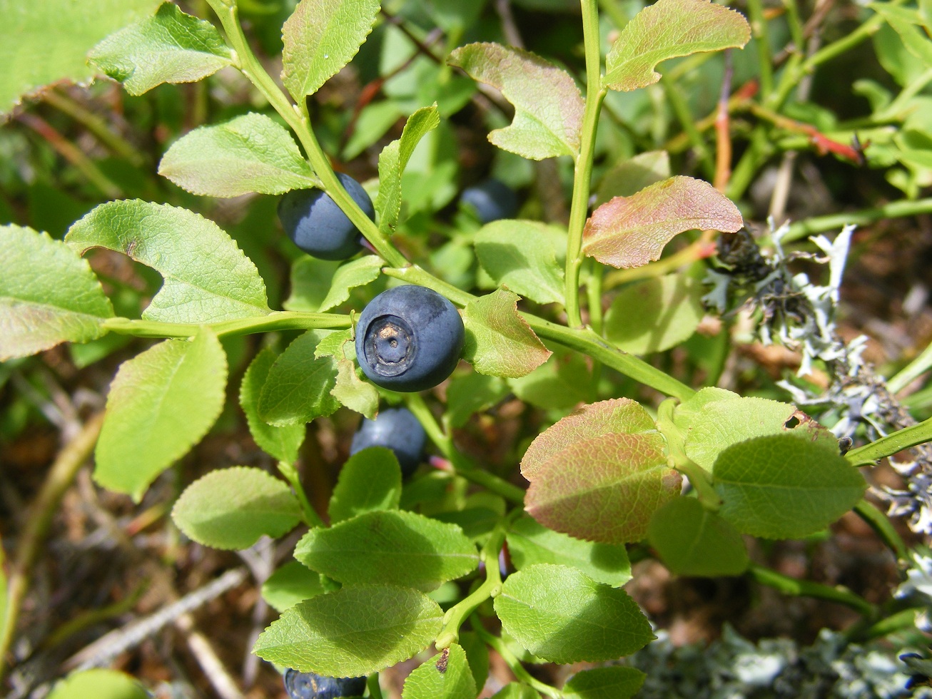 Bilberry.JPG