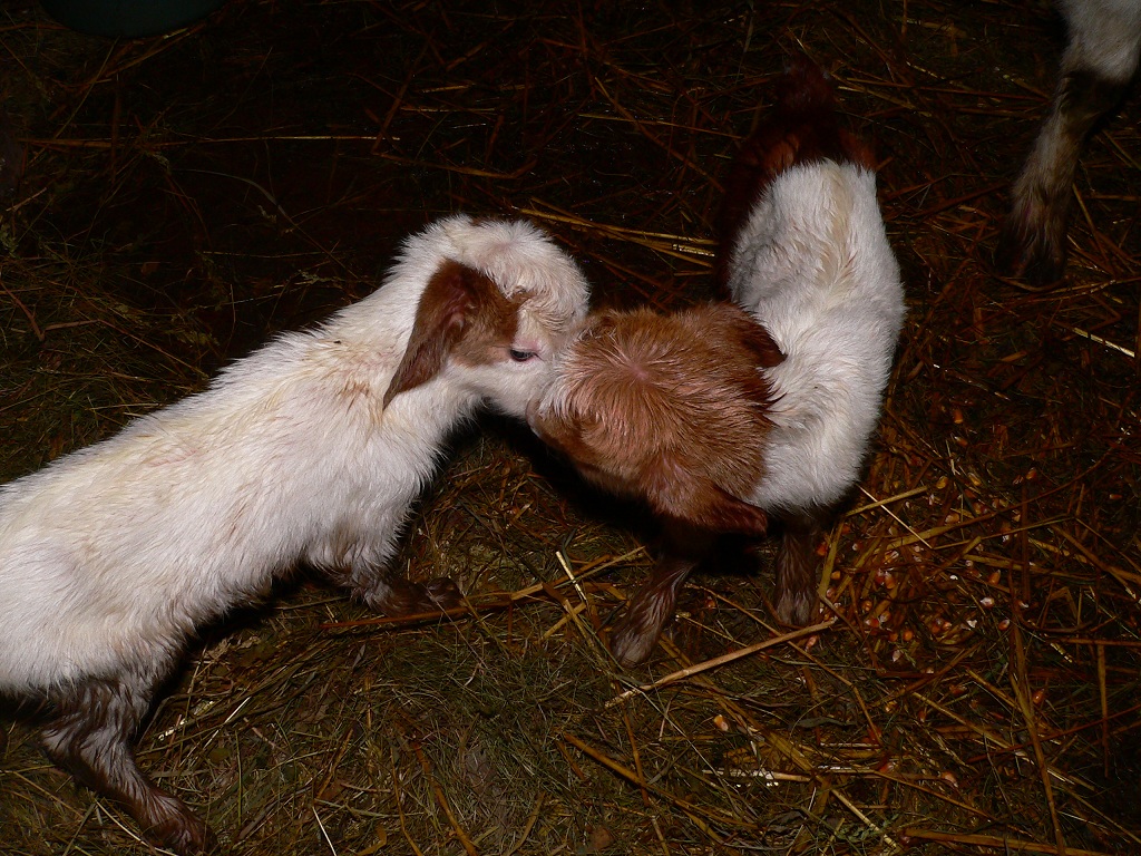 P1180031.JPG