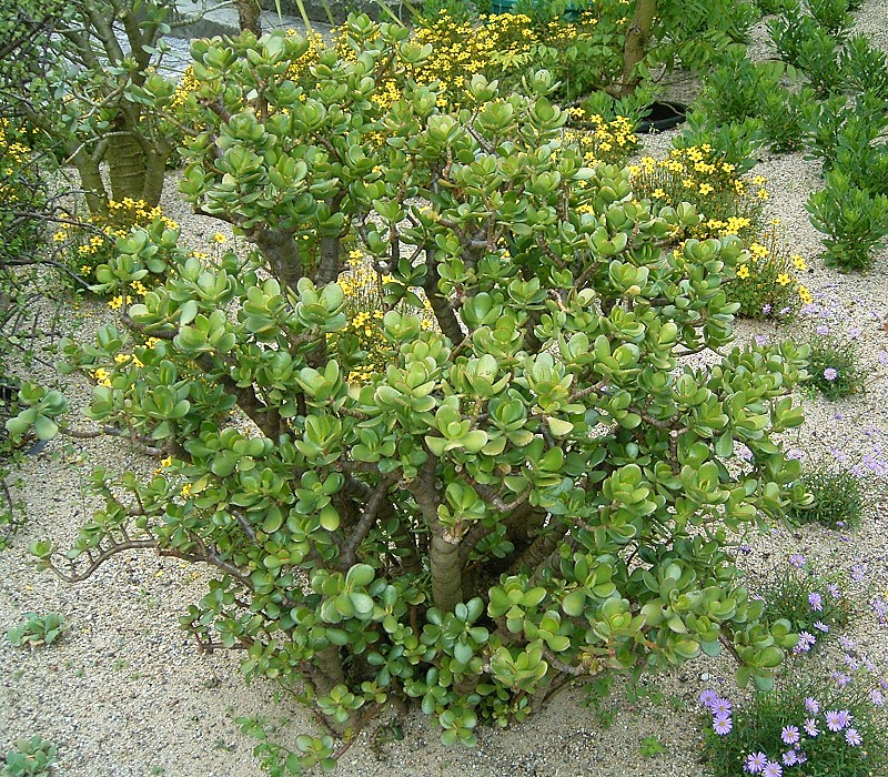 crassula_ovata6_ies.jpg