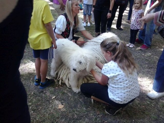 2013. szeptember: komondor a Népligetben