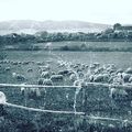 #one #life #erdely #transilvania #2013 #biirka #sheep #nature #retro #film #35mm