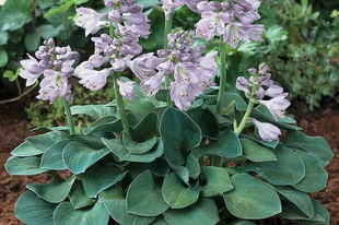 Tündérkertek növényei - Hosta 'Blue mouse ears'