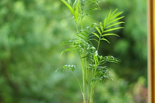 Kokedama?