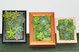 Növénykép készítése íróasztalra vagy falra