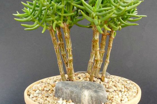 Különleges minikerti növények: Crassula tetragona