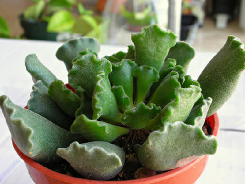 adromischus-cristatus3.jpg